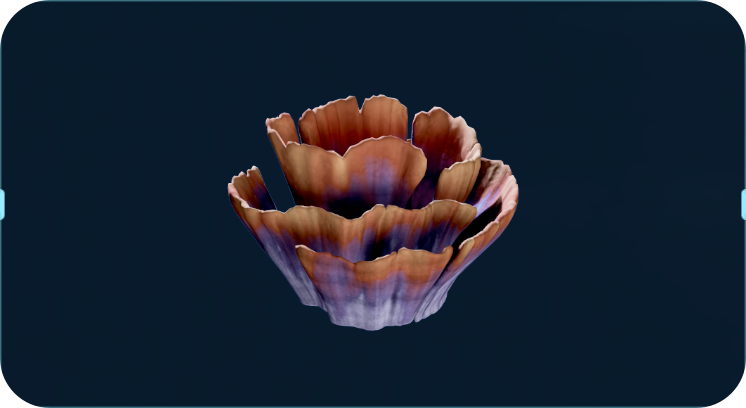 穷海柳.png
