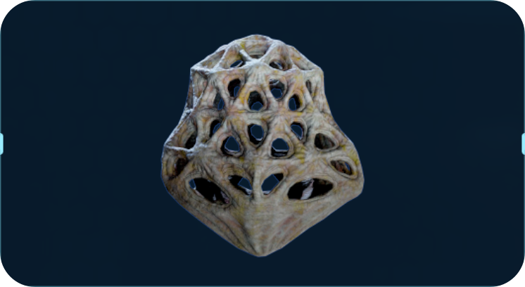 笼海柳.png
