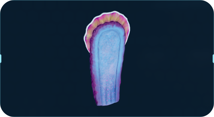 马卡龙海绵.png