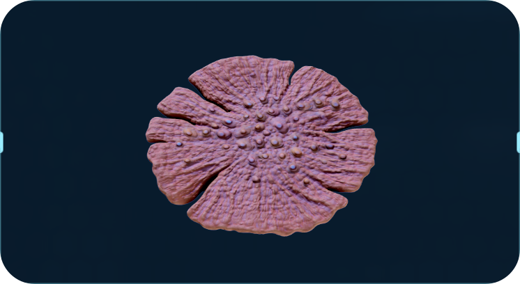 龙鳞珊瑚.png
