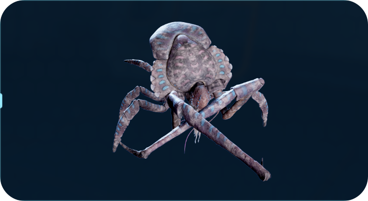 死去的珊瑚蟹.png