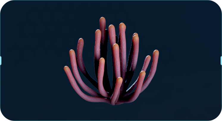 监听海柳